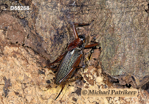 Hispaniolan Hooded Katydid (Polyancistrus serrulatus)